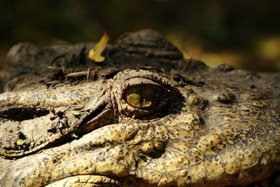 Close-up of a lizard