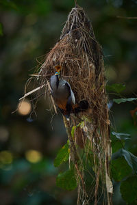 Close-up of bird perching on tree