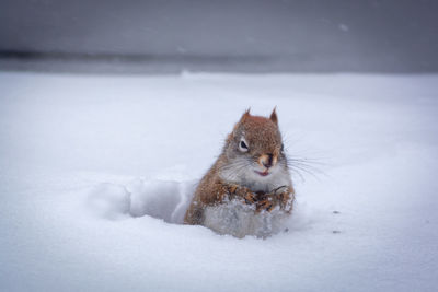 Squirrel on snow covered field during winter