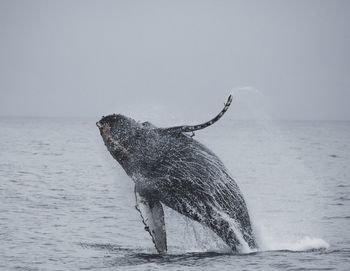 Close-up of whale in sea against clear sky