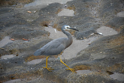 High angle view of gray heron on water