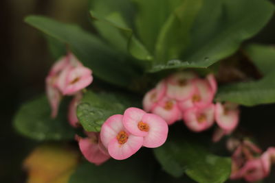 Close-up of pink flowering plant