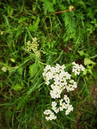 Close-up of white flowering plants on field