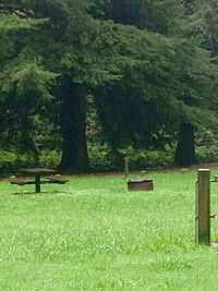 Trees on grassy field