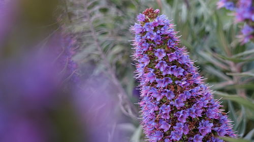 Close-up of purple flowering plant