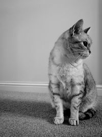 Cat sitting on floor