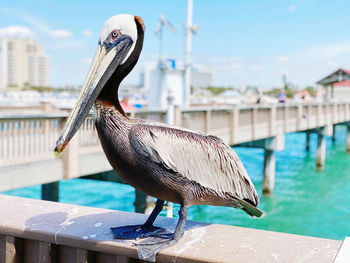 View of bird perching on swimming pool