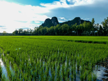 Scenic view of agricultural field against sky