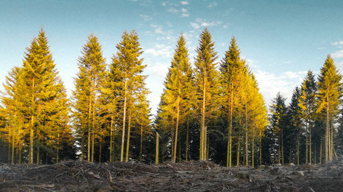 Panoramic view of pine trees in forest against sky