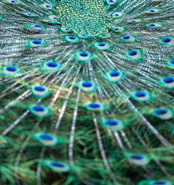 Close-up of peacock feathers