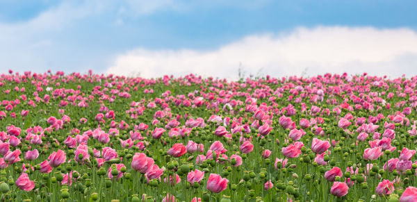 Close-up of pink flowering plants on field against sky