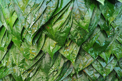 Close-up of wet leaves