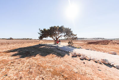 Tree on field against clear sky on sunny day