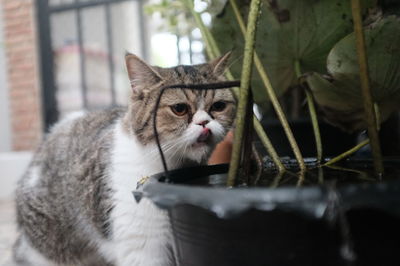 Close-up portrait of a cat
