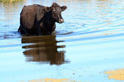 View of horse drinking water in lake