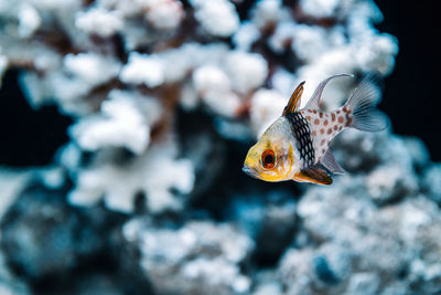 Close-up of fish swimming in aquarium