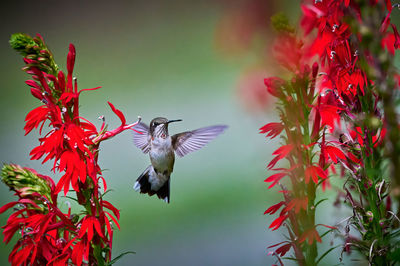 Juvenile male ruby-throated hummingbird rchilochus colubris feeding on a cardinal flower.