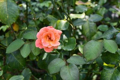 Close-up of rose plant