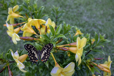 Close-up of butterfly pollinating on flower