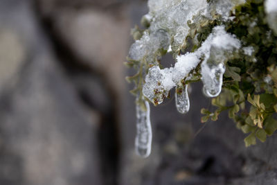 Close-up of frozen plant