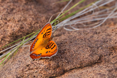 Pirate butterfly on granite rock surface catacroptera cloanthe cloanthe