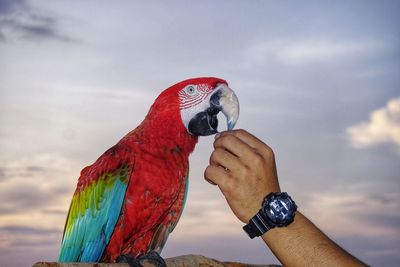 Close-up of bird