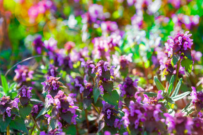 Close-up of purple flowering plants