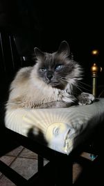 Cat looking away
