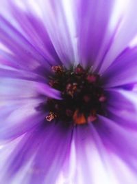 Extreme close up of purple flower