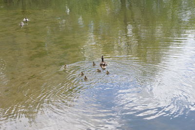 Ducks swimming in lake