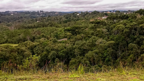 Plants growing on land against sky