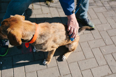 Low section of person with dog on street in city