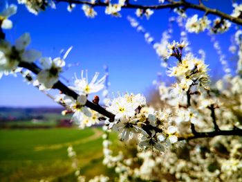 Close-up of cherry blossoms against sky