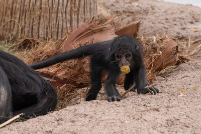 Captive baby spider monkey is close to mother and searching for snacks to eat