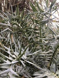 Full frame shot of plants