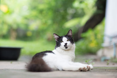 Close-up portrait of cat