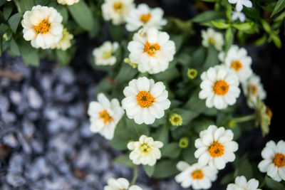 Close-up of white daisy flowers