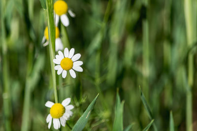 Close-up of white flowering plant