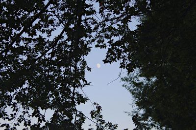 Low angle view of silhouette trees against sky