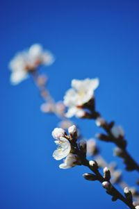 Low angle view of white flowers against blue sky
