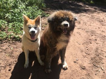 View of two dogs on street