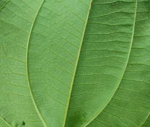 leaf