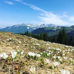 Scenic view of flowering plants on field against sky