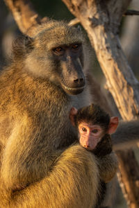 Close-up of chacma baboon sitting with baby