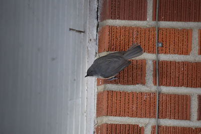 Close-up of bird perching on wall