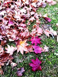 High angle view of autumn leaves on field