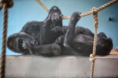 Close-up of monkey on rope