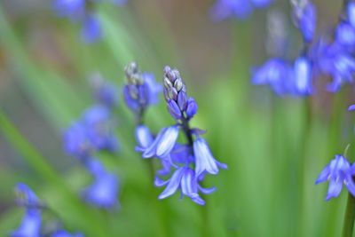 Close-up of purple flowers