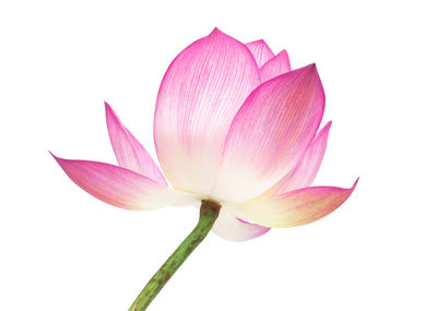 Close-up of pink lily against white background