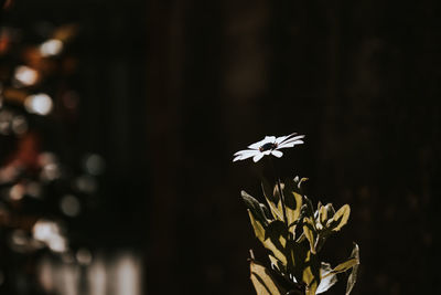 Close-up of white flowering plant